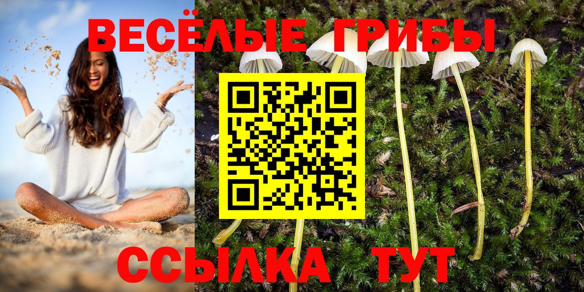 Псилоцибиновые грибы Psilocybine cubensis Острогожск